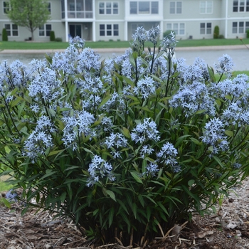 Amsonia tabernaemontana 'Storm Cloud' (105976)