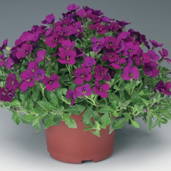 Aubrieta Axcent™ 'Dark Red' (106286)