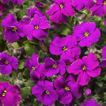 Aubrieta Audrey™ 'Deep Purple' (106292)