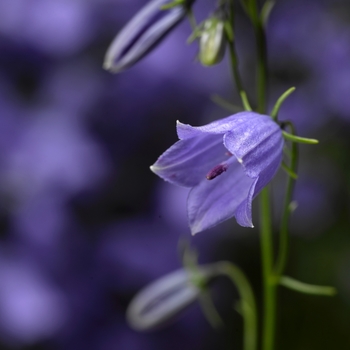 Campanula cochlearifolia Swinging Bells™ 'Blue' (106973)