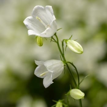 Campanula cochlearifolia Swinging Bells™ 'White' (106977)