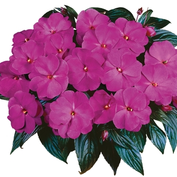 Impatiens hawkeri Sonic® '' (107769)