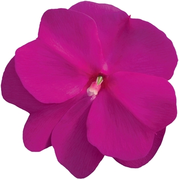 Impatiens hawkeri Sonic® 'Lilac' (107775)