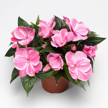 Impatiens hawkeri Sonic® 'Magic Pink' (107776)