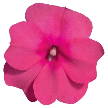 Impatiens hawkeri Sonic® '' (107780)