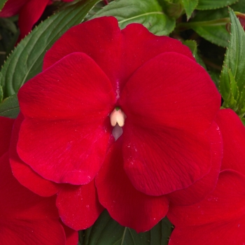 Impatiens hawkeri Sonic® '' (107781)