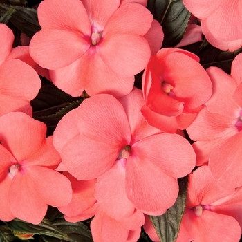 Impatiens hawkeri Sonic® '' (107782)