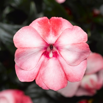 Impatiens hawkeri Sonic® 'Sweet Cherry' (107783)