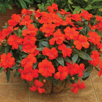 Impatiens hawkeri Sonic® 'Scarlet' (107784)