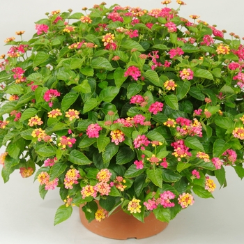 Lantana camara Bandana® 'Cherry Sunrise' (107790)