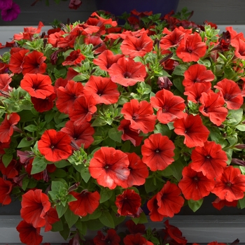 Petunia Cascadias™ 'Red Lips' (108117)