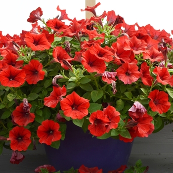 Petunia Cascadias™ 'Red Lips' (108119)