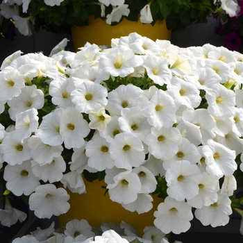 Petunia Cascadias™ 'Iceberg' (108128)