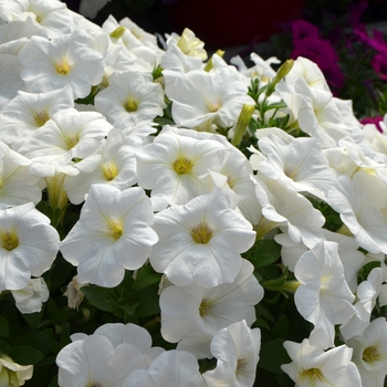 Petunia Cascadias™ 'Iceberg' (108129)