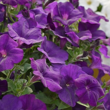 Petunia Cascadias™ 'Blue Omri' (108133)