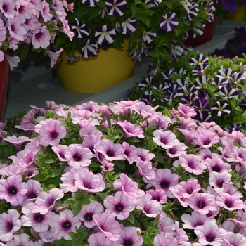 Petunia Capella™ 'Pink Lace' (108145)