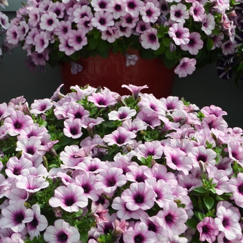 Petunia Capella™ 'Pink Lace' (108146)