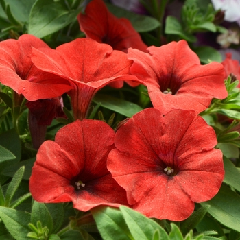 Petunia Capella™ 'Red' (108148)