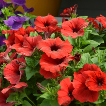 Petunia Capella™ 'Red' (108149)