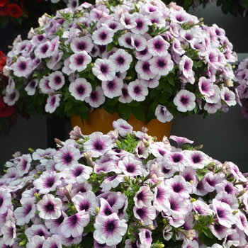 Petunia Capella™ 'Purple Vein' (108151)