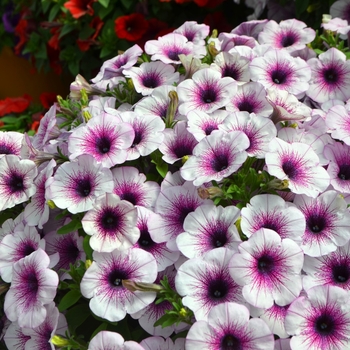 Petunia Capella™ 'Purple Vein' (108152)