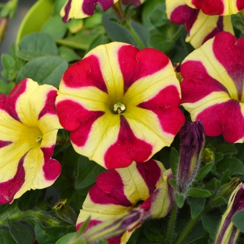 Petunia Amore™ 'Queen of Hearts' (108154)