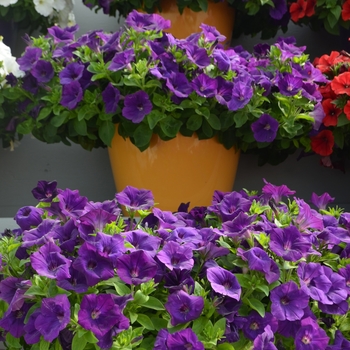 Petunia Capella™ 'Indigo' (108156)