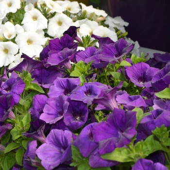 Petunia Capella™ 'Indigo' (108157)