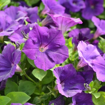 Petunia Capella™ 'Indigo' (108158)