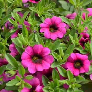 Calibrachoa Colibri™ 'Pink' (108163)