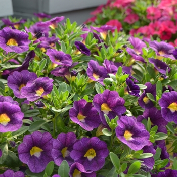 Calibrachoa Colibri™ 'Plum' (108165)