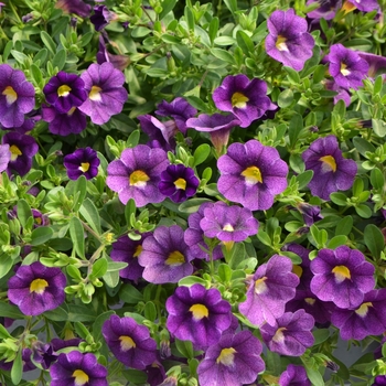 Calibrachoa Colibri™ 'Plum' (108167)