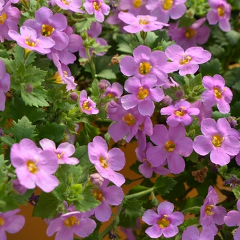 Sutera cordata Scopia™ 'Gullivar Pink' (108170)