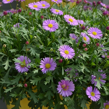 Brachyscome Fresco™ 'Purple' (108172)