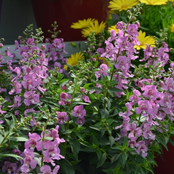 Angelonia angustifolia Alonia™ 'Pink Flirt' (108178)