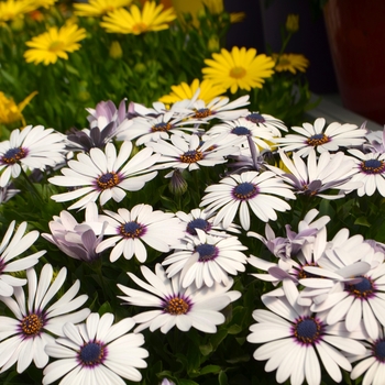 Osteospermum ecklonis Ostica™ 'Amethyst' (108235)