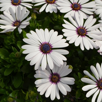 Osteospermum ecklonis Ostica™ 'Amethyst' (108236)