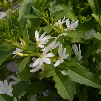 Scaevola 'White Touch' (108239)