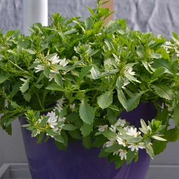 Scaevola 'White Touch' (108240)