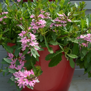 Scaevola 'Pink Blessing' (108245)