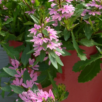 Scaevola 'Pink Blessing' (108246)