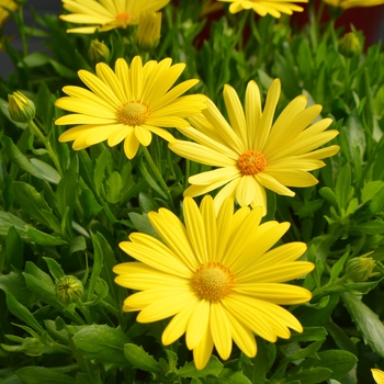 Osteospermum ecklonis Ostica™ 'Glamour' (108248)