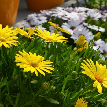 Osteospermum ecklonis Ostica™ 'Glamour' (108249)