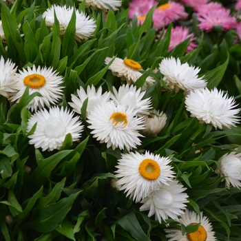 Bracteantha bracteata Cottage™ 'Ice' (108347)