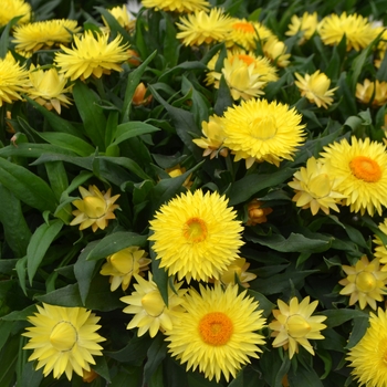 Bracteantha bracteata Cottage™ '' (108351)