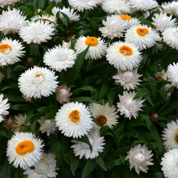 Bracteantha bracteata 'Cottage White' (108356)