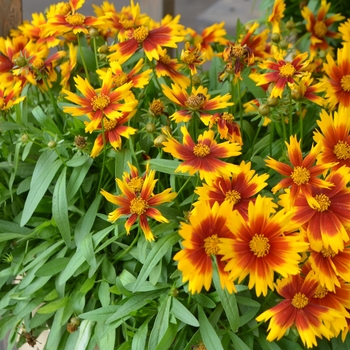 Coreopsis UpTick™ 'Gold & Bronze' (108468)