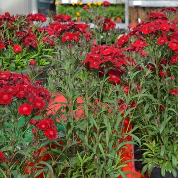 Dianthus Rockin'™ 'Red' (108471)