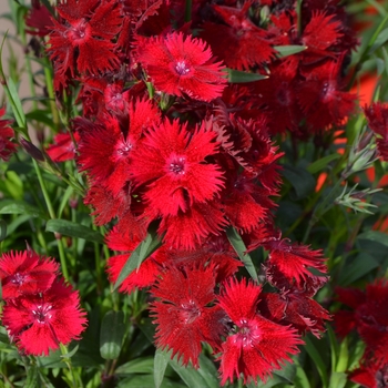 Dianthus Rockin'™ 'Red' (108472)