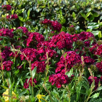 Dianthus barbatus Dash™ '' (108477)